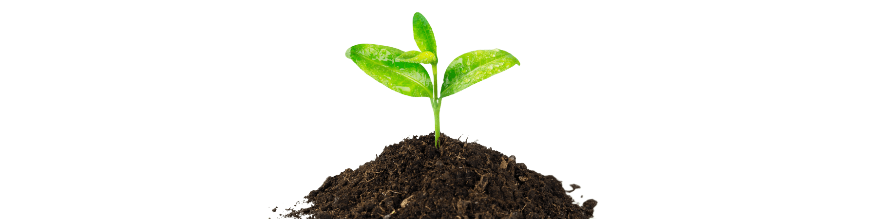 Garden & Outdoor - Digwee