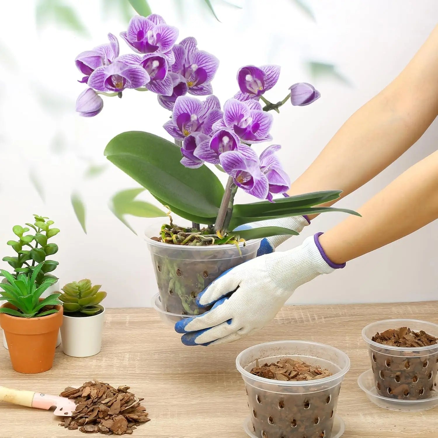 9 - Pack Transparent Orchid Pots with Saucers - Digwee