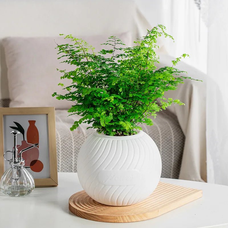 Double - Layer Self - Watering Transparent Flower Pot - Digwee