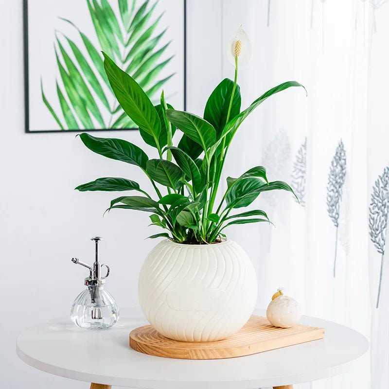 Double - Layer Self - Watering Transparent Flower Pot - Digwee