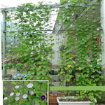 Durable Garden Trellis Net for Plant Support - Digwee
