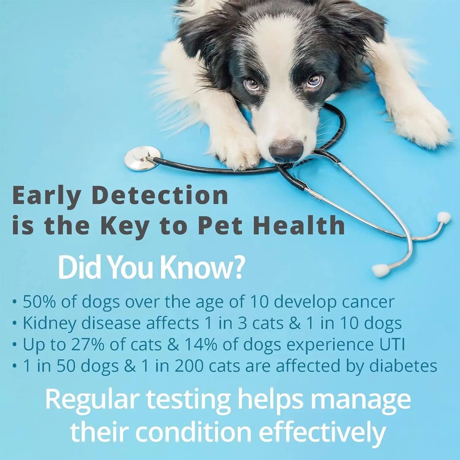 Pet Urine Test Strips for Health Monitoring - Digwee